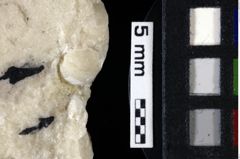 Foto (Detailansicht) von Goniodromites sp. (NHMW-GEO-1990-0041-0118)